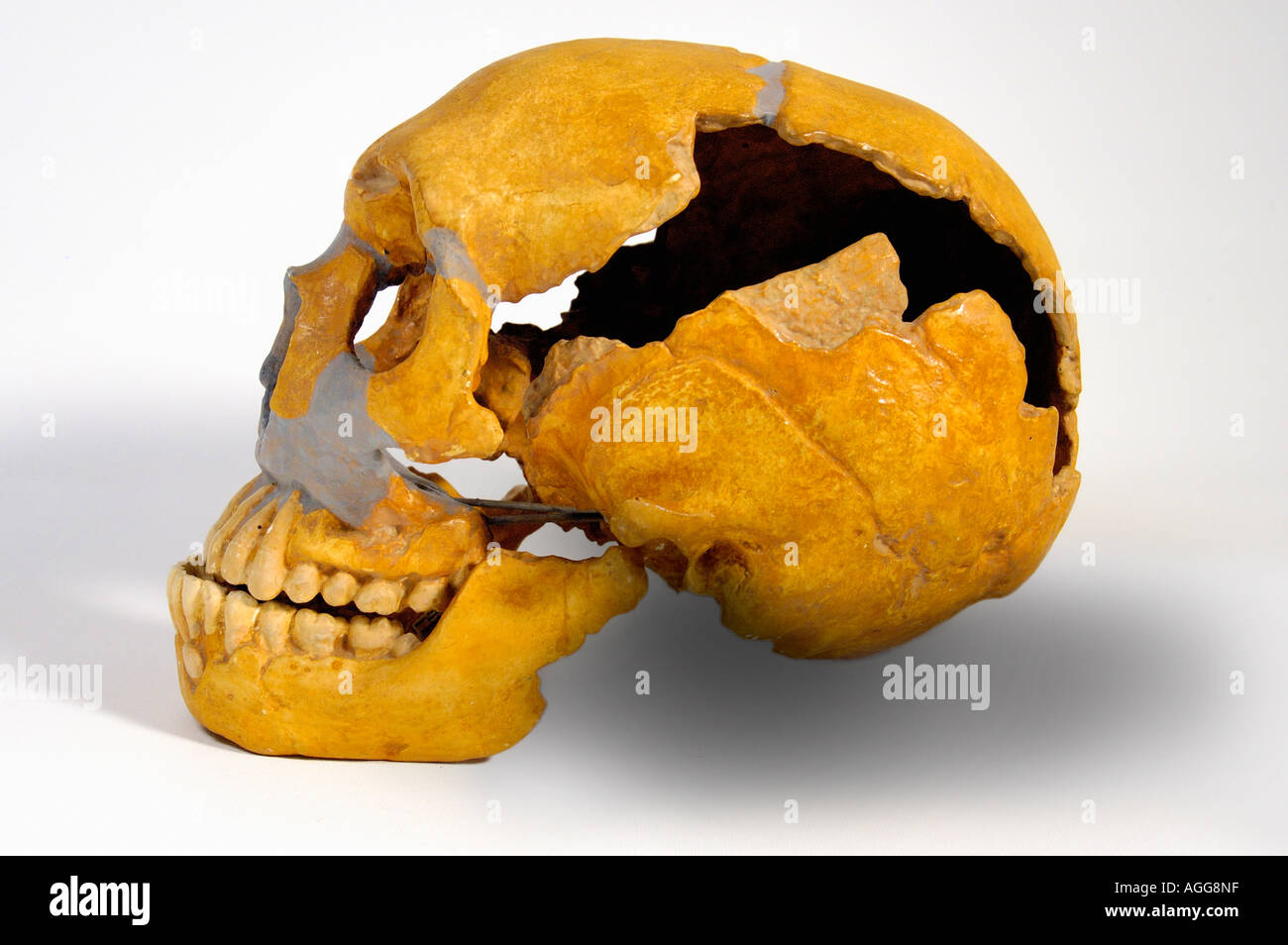 Cráneo de un primate prehistórico (Homo Neanderthaleusis), hombres de Neanderthal Foto de stock