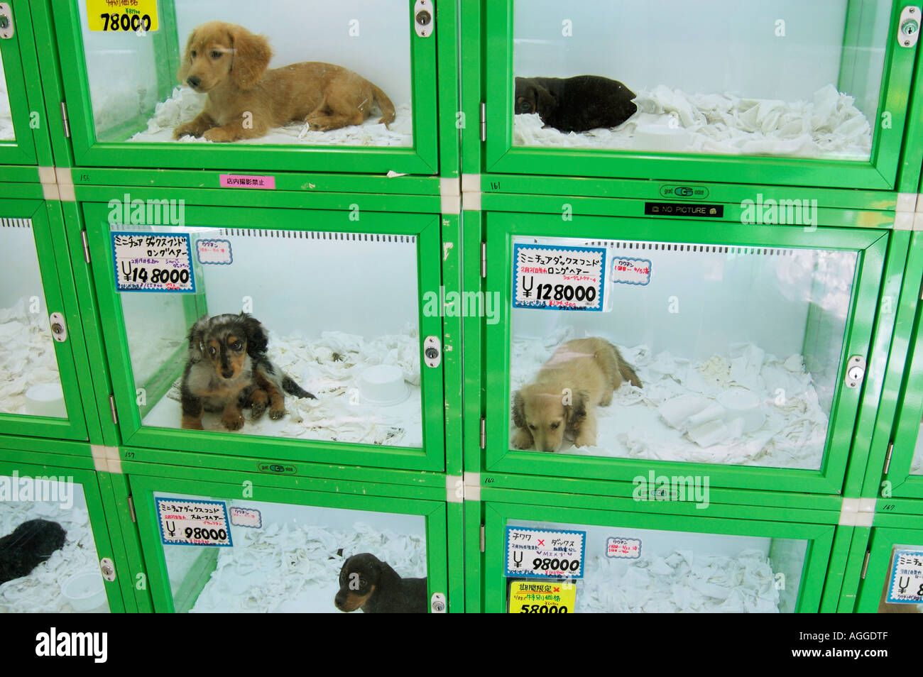 Tienda de mascotas con Cachorros en venta, Shinjuku, Tokio, Japón  Fotografía de stock - Alamy