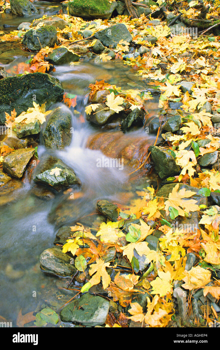 Hojas de arce en otoño Creek, California Foto de stock