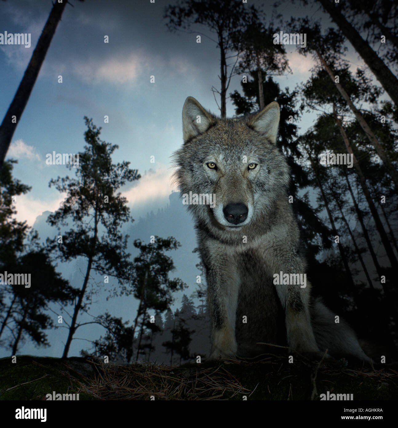 Lobo en la caza fotografías e imágenes de alta resolución - Alamy