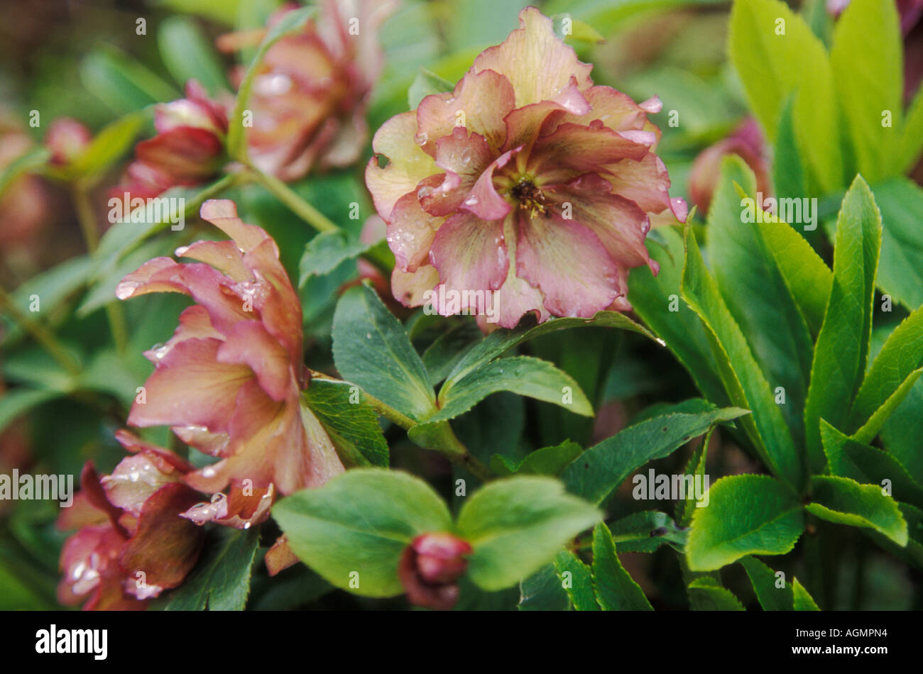 Helleborus x hybridus -Ashwood Jardín híbridos dobles Foto de stock