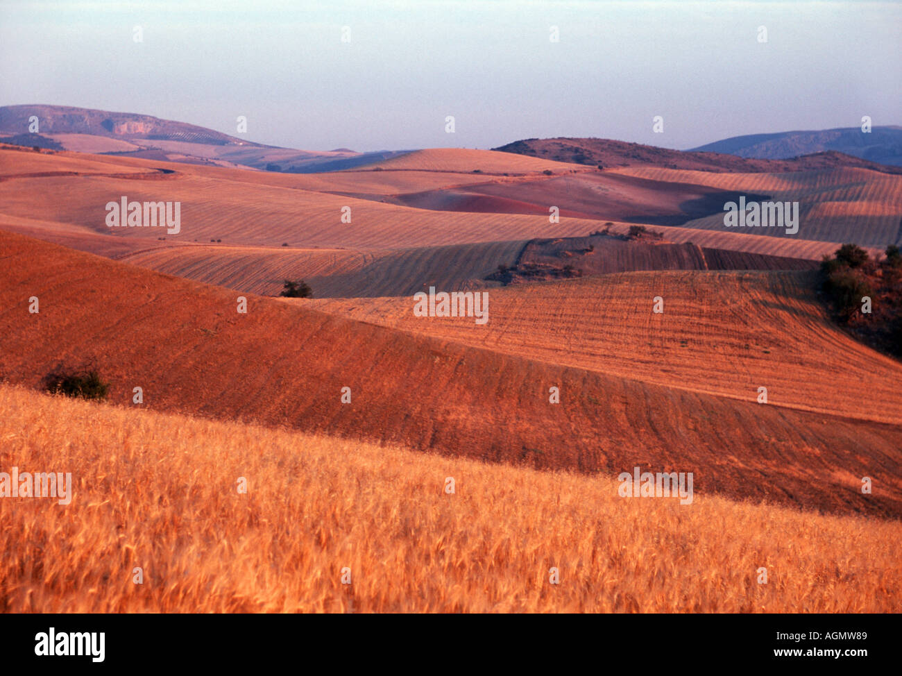 Ver más campos en Andalucía España al amanecer cerca de Ardales Foto de stock