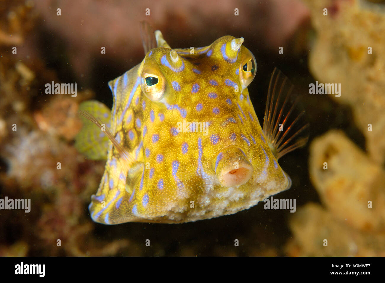 Thornback cowfish Lactoria fornasini Sabang pecios Puerto Galera Mindoro Filipinas Foto de stock