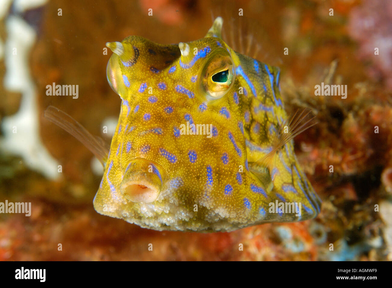 Thornback cowfish Lactoria fornasini Sabang pecios Puerto Galera Mindoro Filipinas Foto de stock