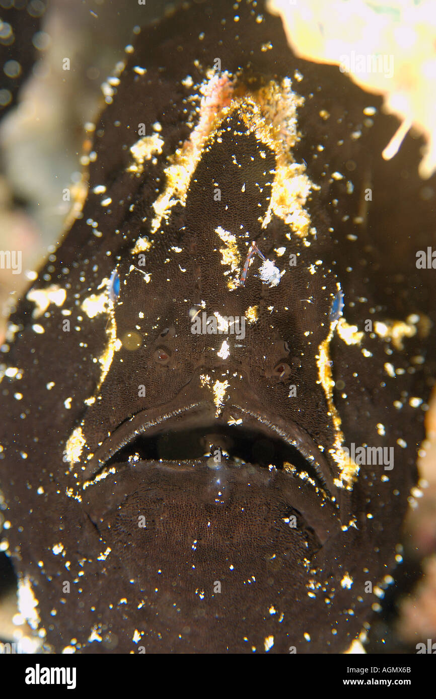 Antennarius commersoni frogfish gigante negro detalle de cabeza fase Puerto Galera Mindoro Filipinas Foto de stock