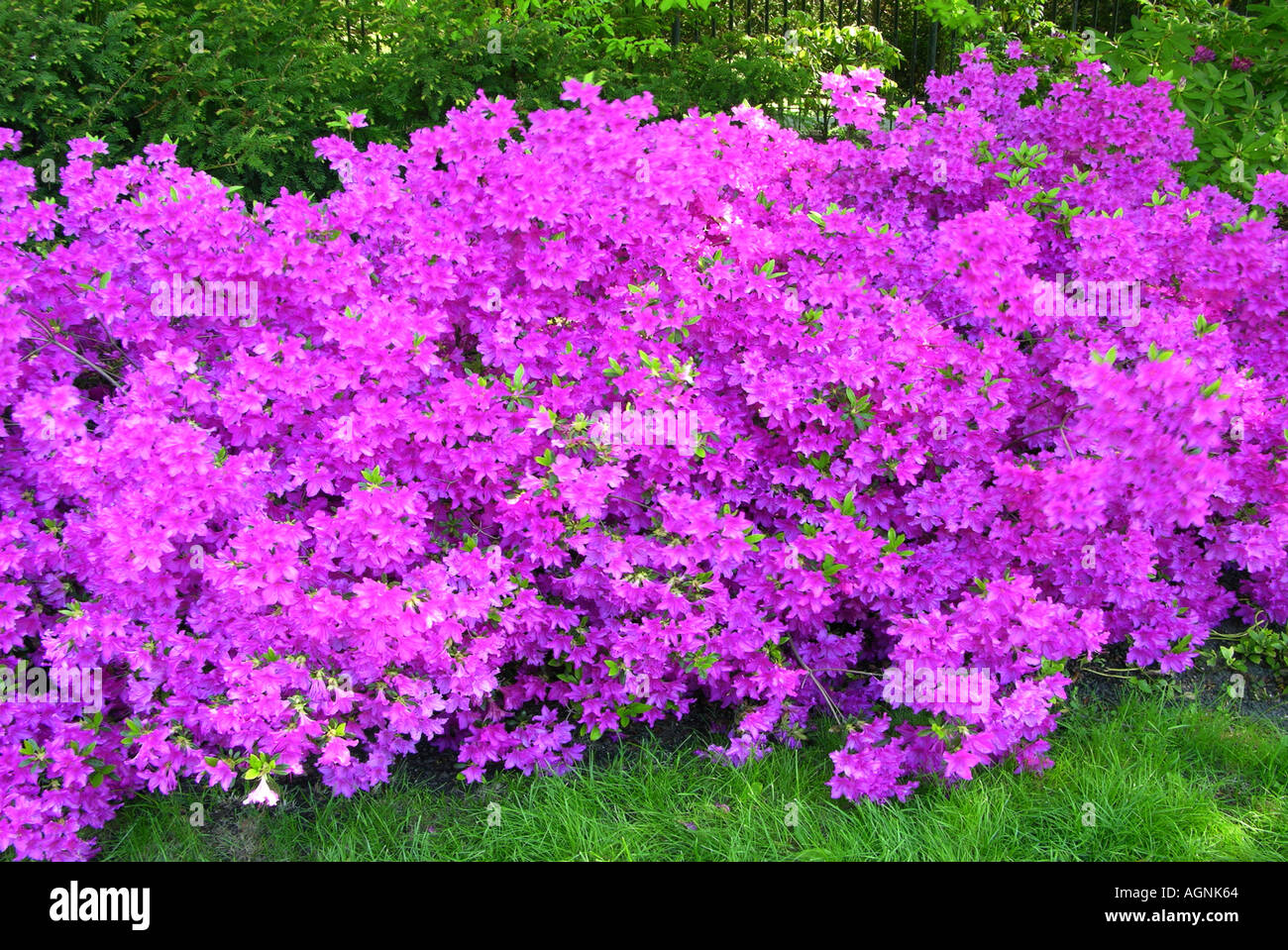 Azalea violeta fotografías e imágenes de alta resolución - Alamy