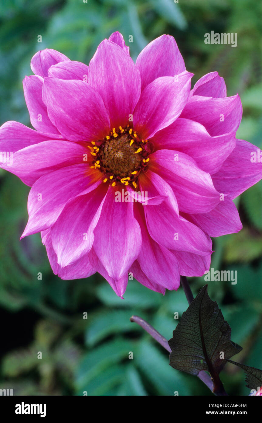 Dalia 'fascinación' oscuro Pink Flower Garden plant pequeño tipo waterlily dalias Foto de stock