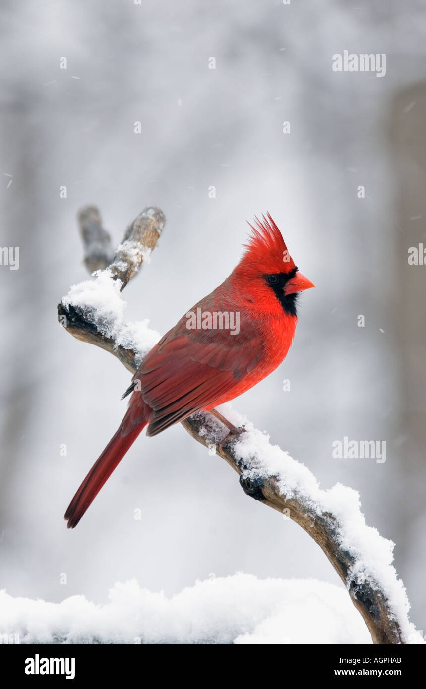 Cardenal macho en rama cubierto de nieve Foto de stock