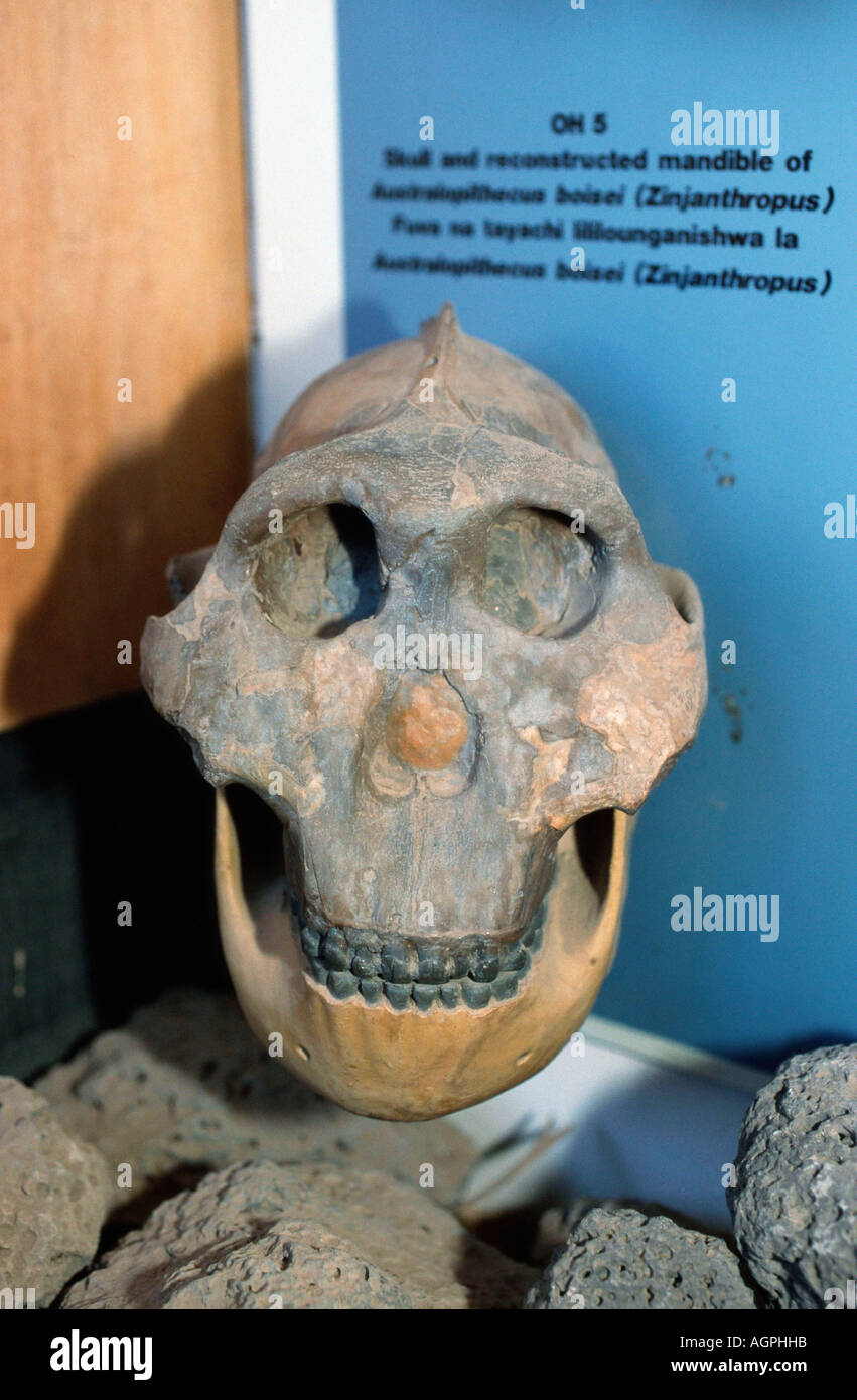 Cráneo de homínido Foto de stock
