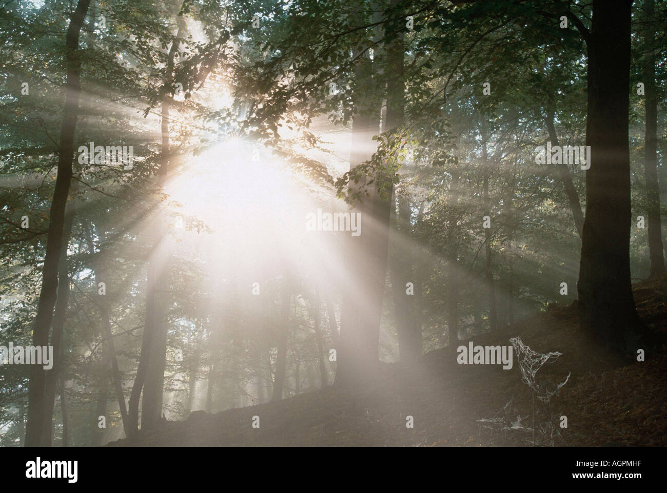 Sunrayes brillando a través del bosque Foto de stock