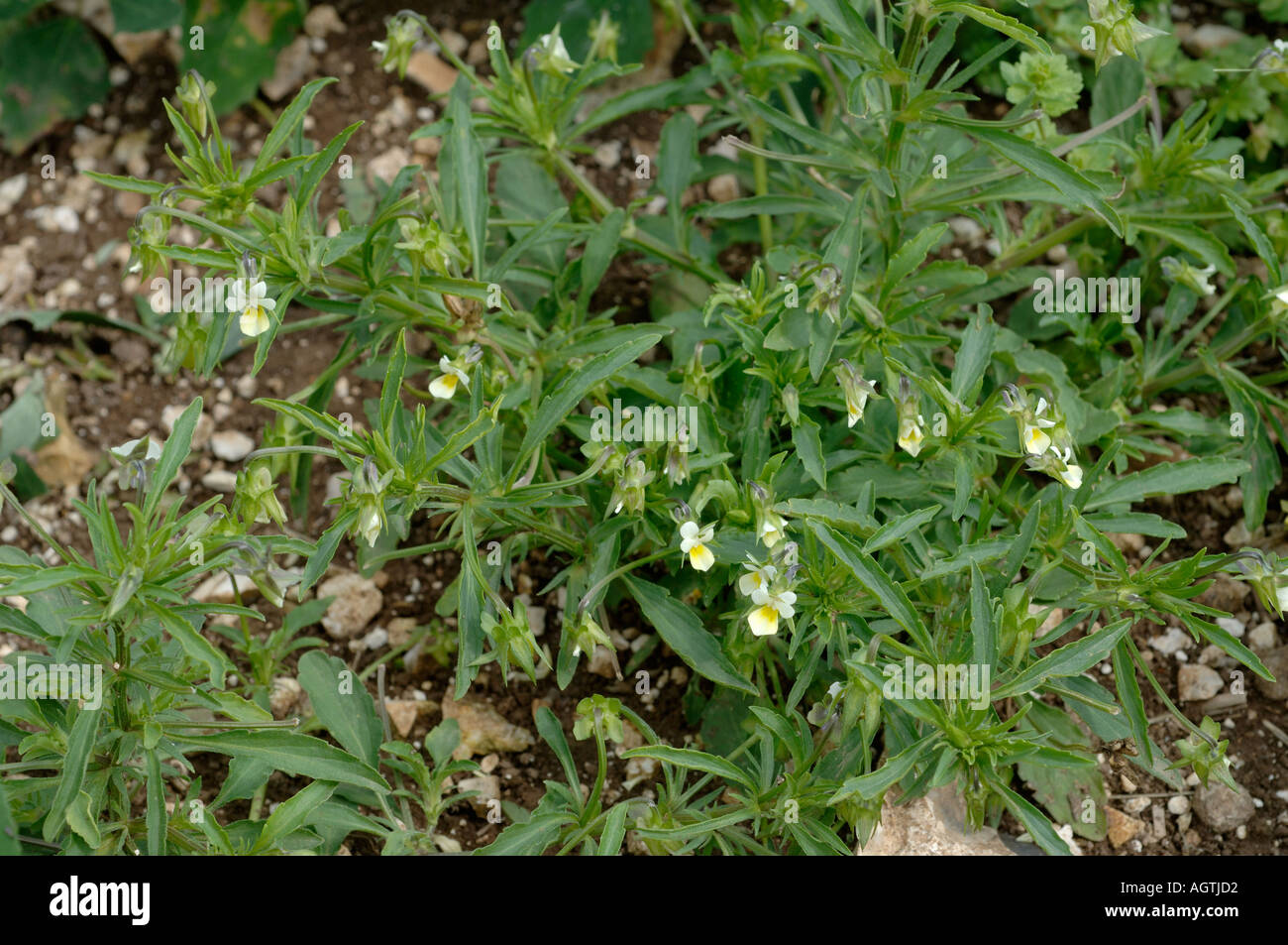 Campo pansy Viola arvensis planta con flores Foto de stock