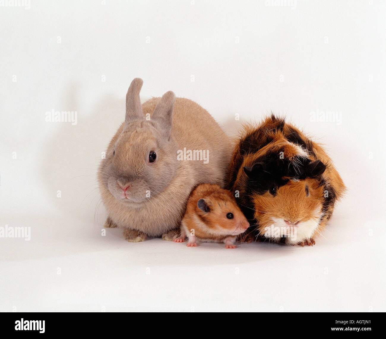 Golden hamster guinea pigs fotografías e imágenes de alta resolución