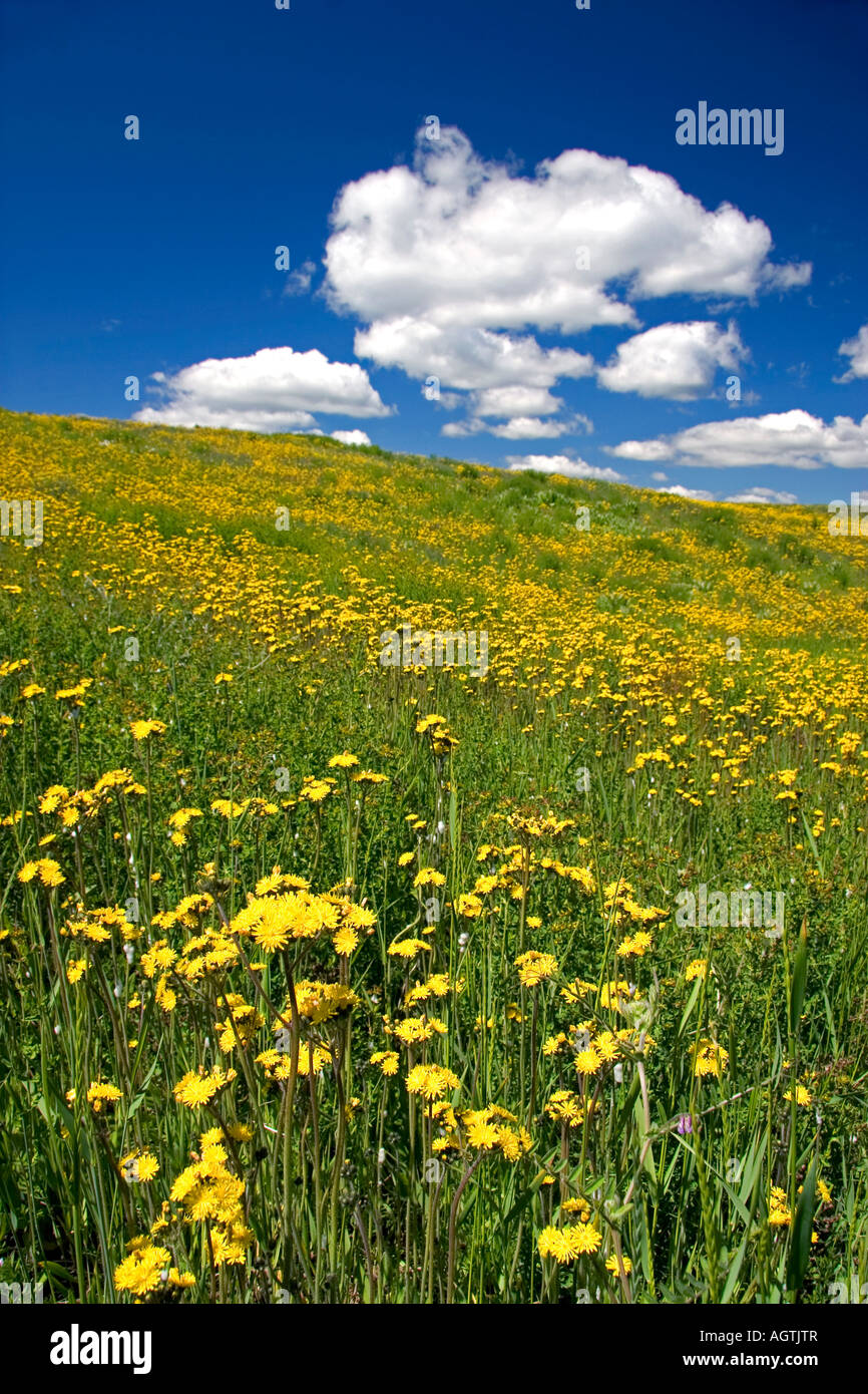 Flores amarillas en la ladera de una colina cerca de Harrison Idaho Foto de stock