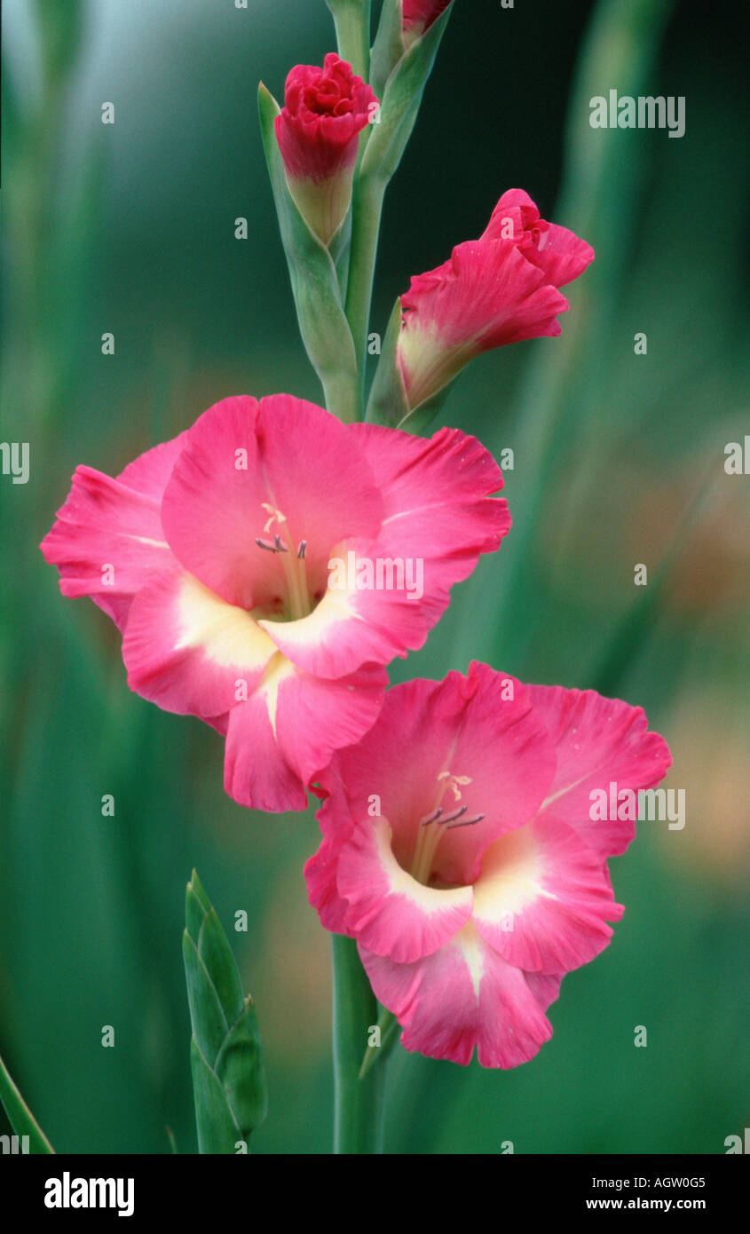 Gladiola rosa fotografías e imágenes en alta resolución - Página 3 - Alamy