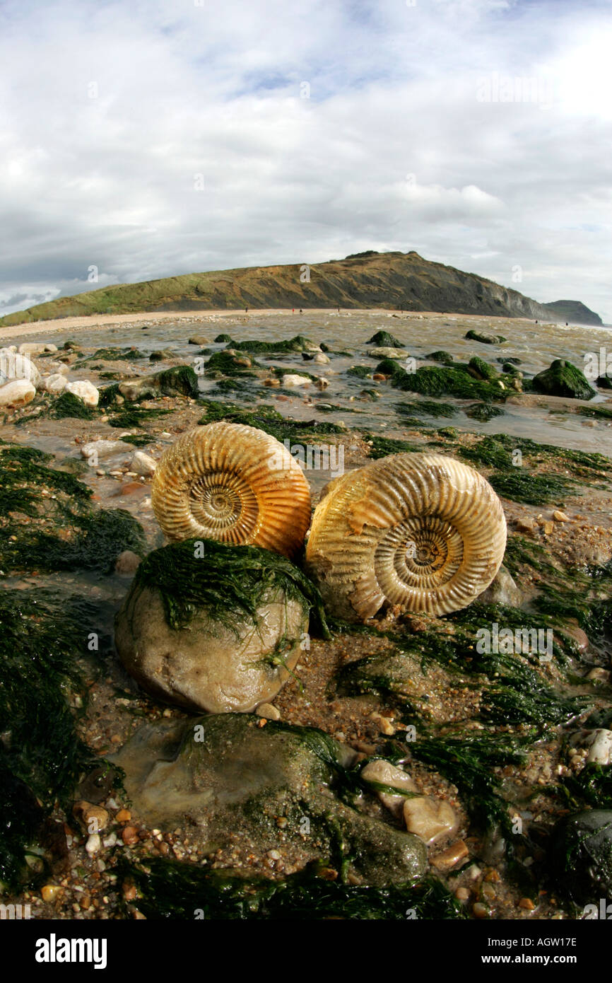Fósiles de ammonites con lente ojo de pez, Charmouth Playa. Foto de stock