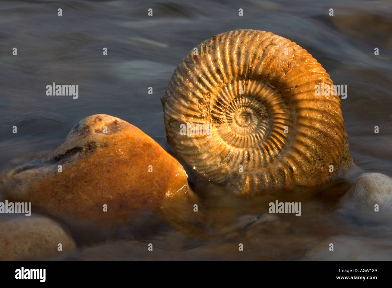 Fósiles de ammonites acostado en el mar. Foto de stock