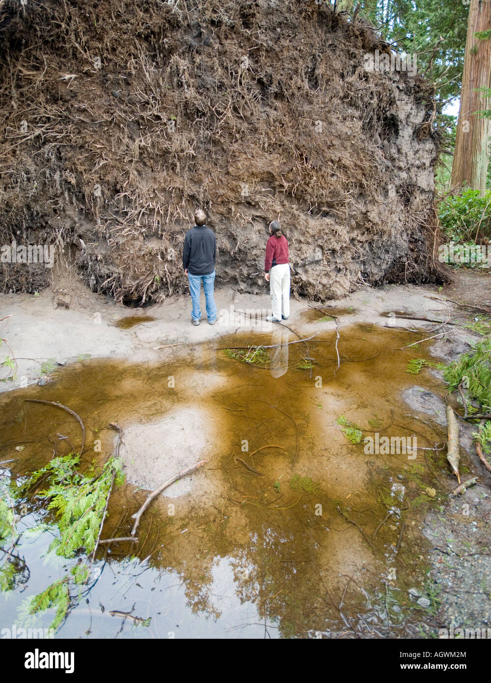 Una gigantesca bola de la raíz de un árbol de la cicuta, que cayeron en Vancouver, BC's parque Stanley. Foto de stock