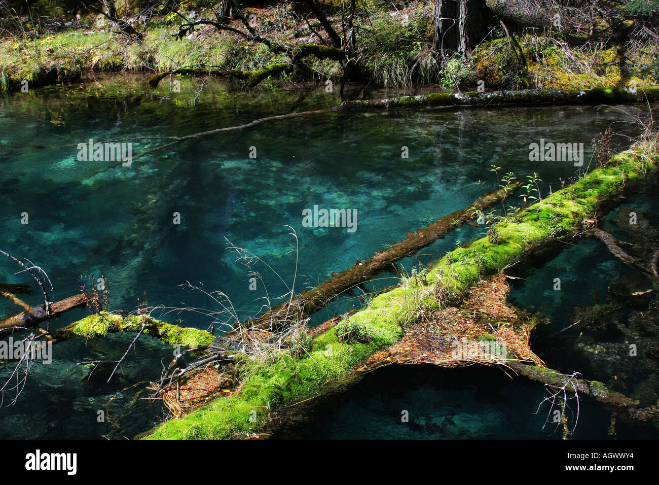 Un tronco acostado en un río con aguas de zafiro Foto de stock