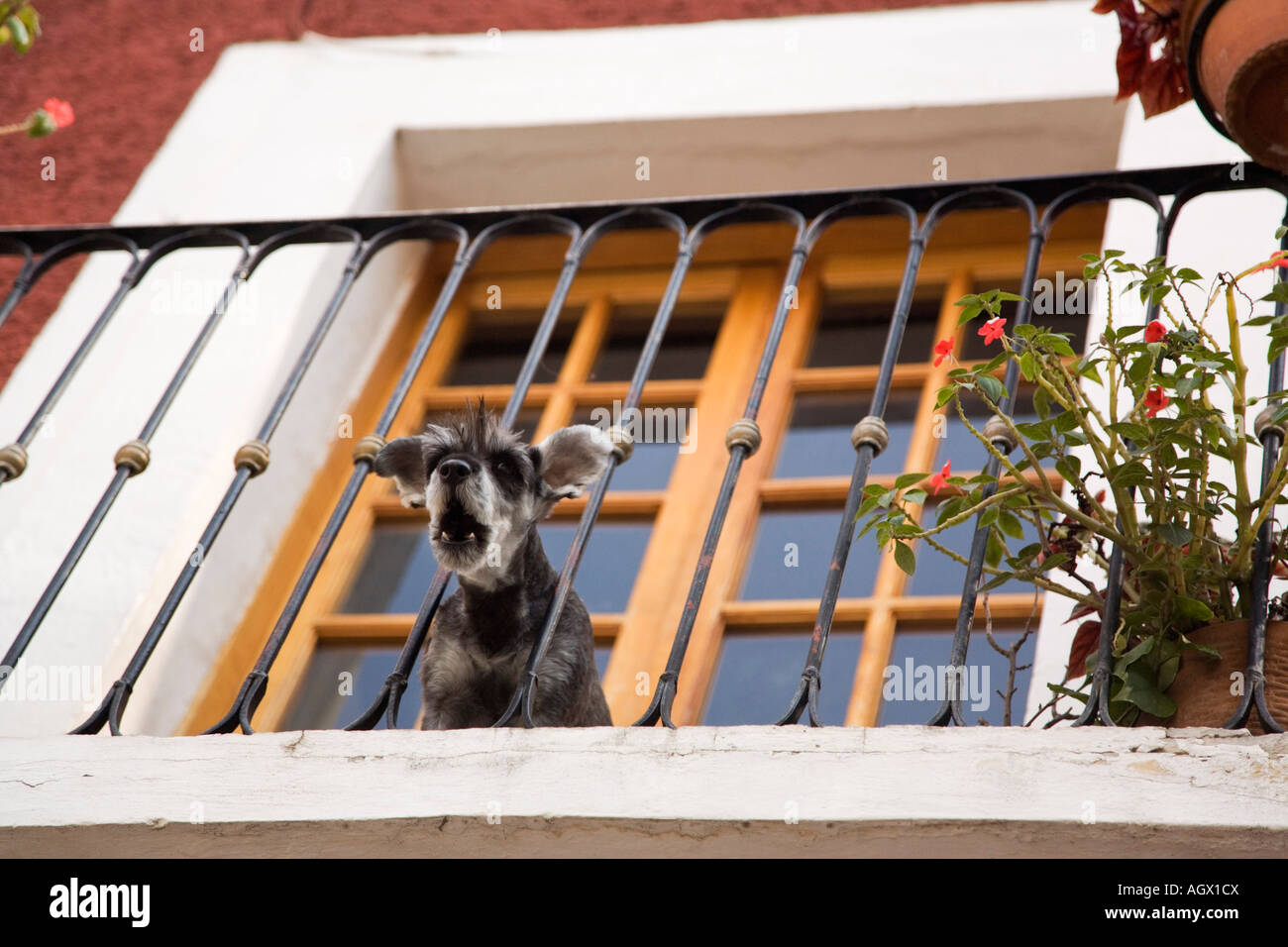 (Perro de raza mixta) gritando a los peatones desde la ventana balcón Foto de stock
