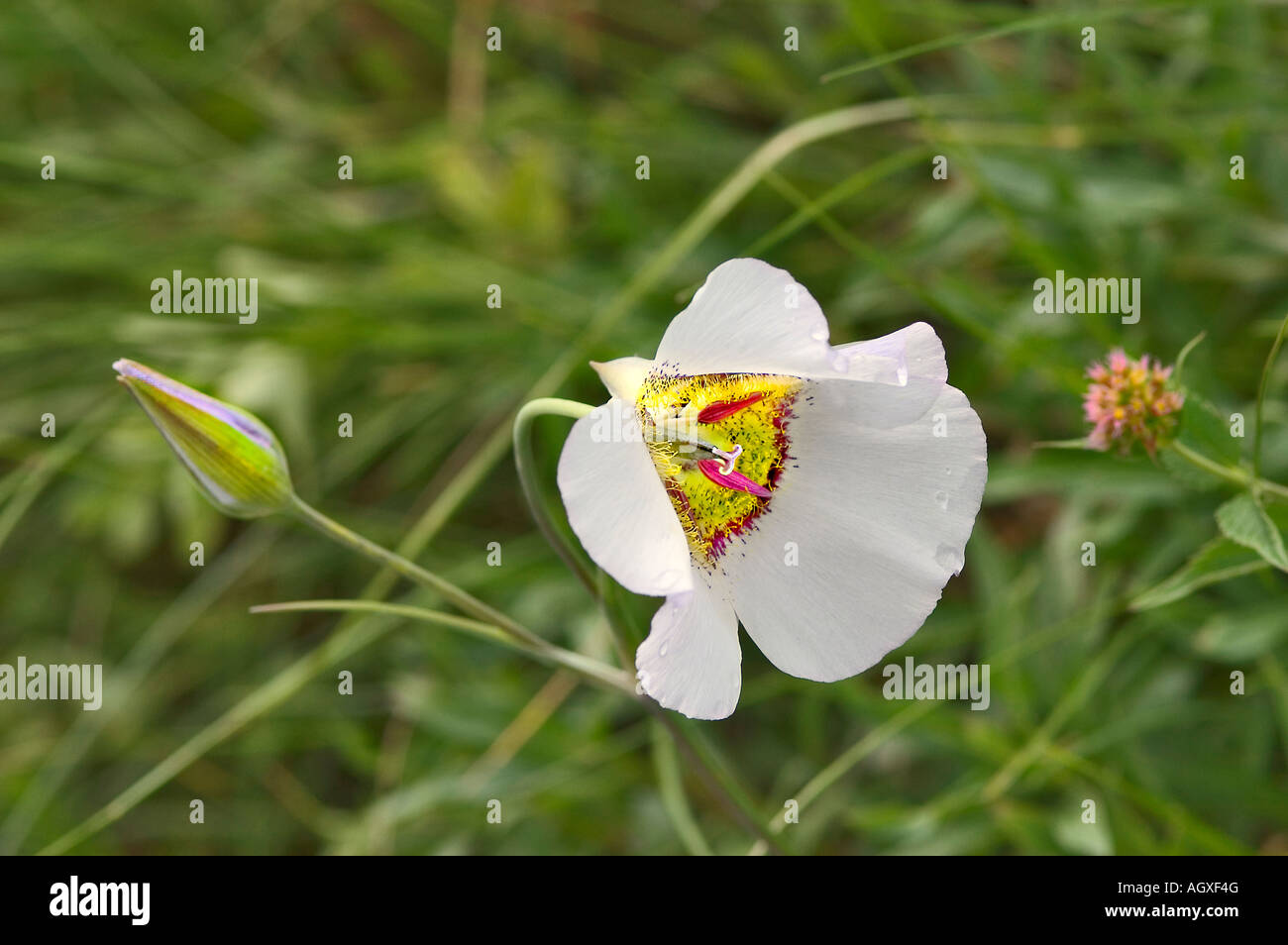 Mariposa blanca, lirio o lirio sego, florece en las Montañas Rocosas Foto de stock
