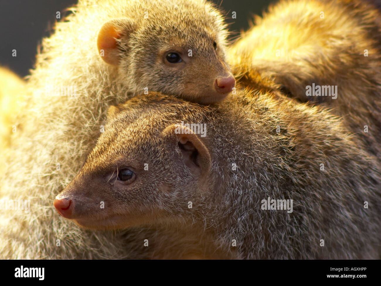 La mangosta animal fotografías e imágenes de alta resolución Alamy