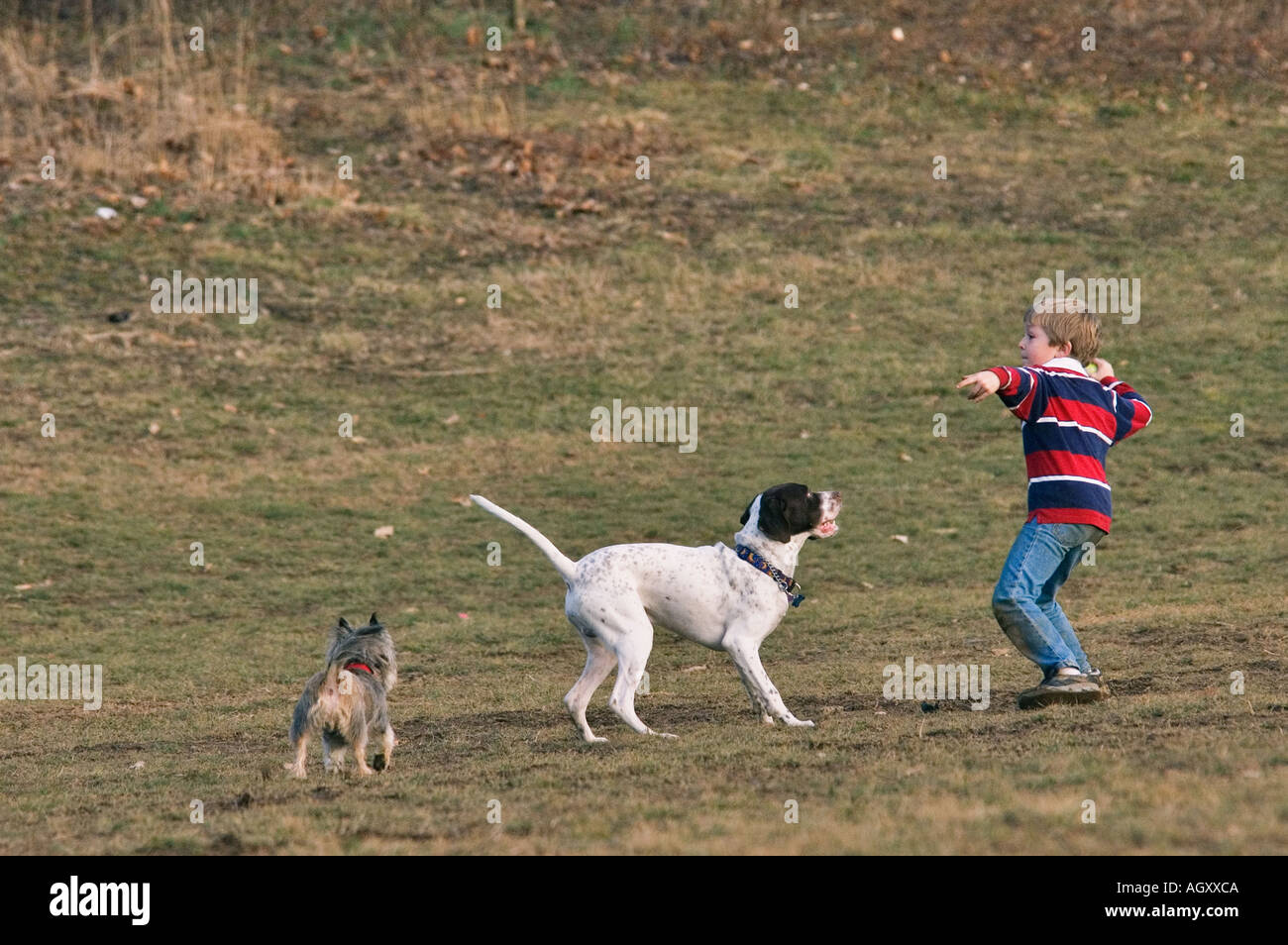 Joven jugar Fetch con puntero Inglés Cairn Terrier Cherokee Park Louisville Kentucky Foto de stock