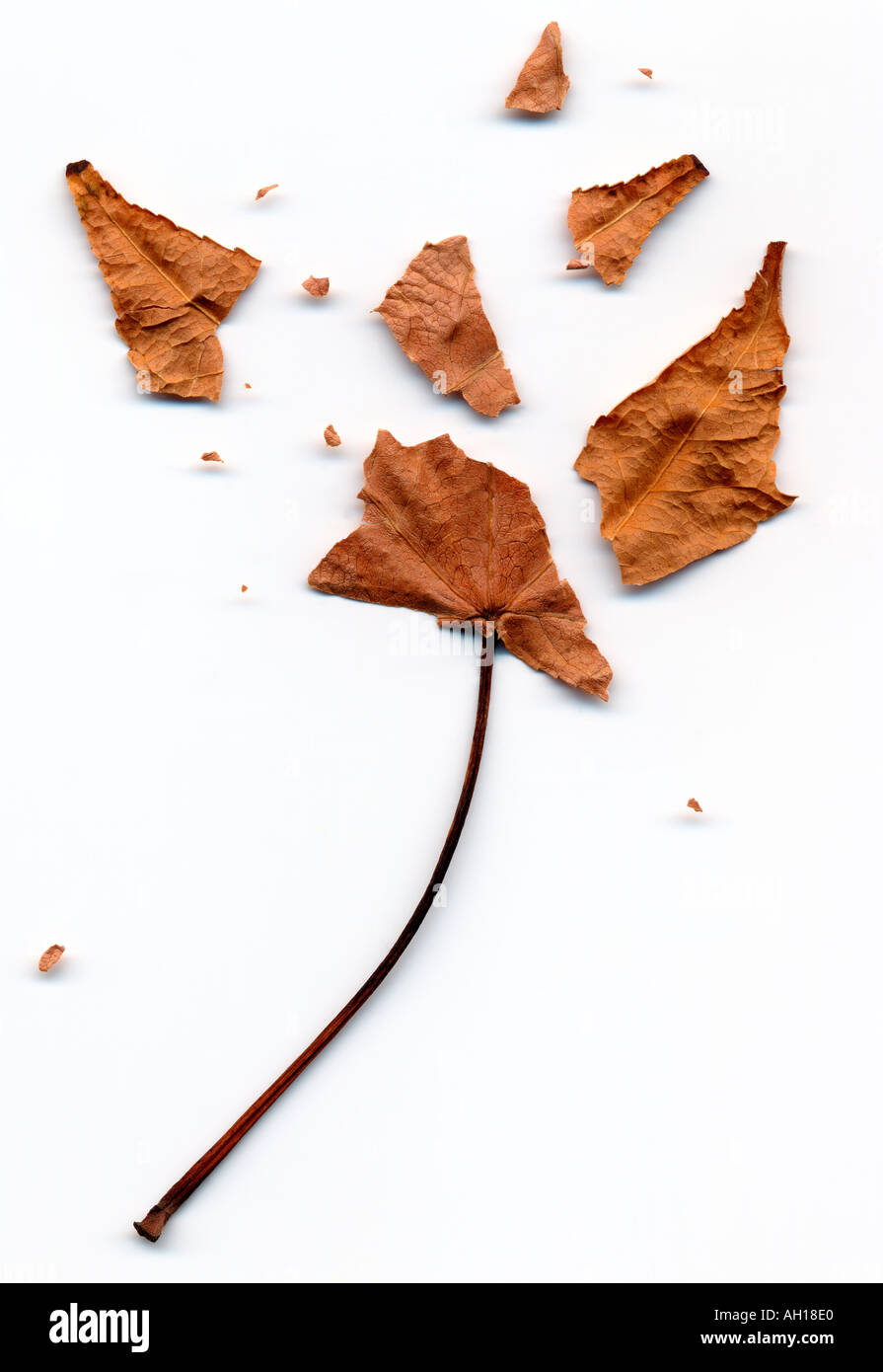 Cerca de muertos y roto y desmoronado hojas marrón Foto de stock