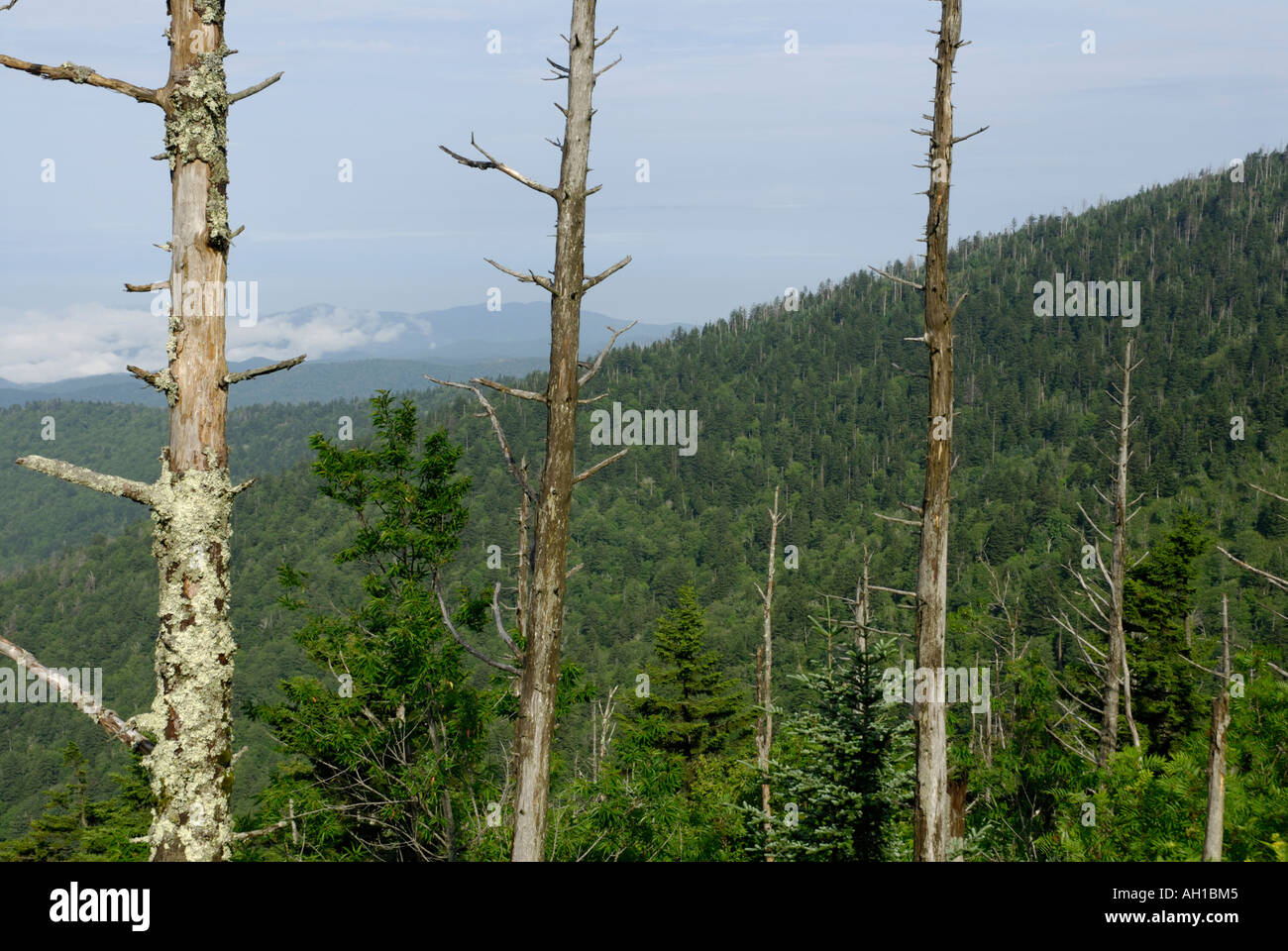 Muerto el abeto, Abies fraseri Fraser, árboles - víctimas del Bálsamo Adelgid choro, Clingman's Dome, Great Smoky Mountains National Park Foto de stock