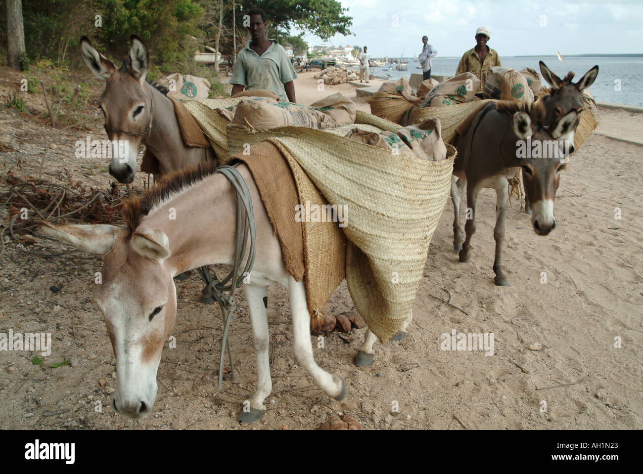 Trabajar burros cargando sacos de cemento en la isla de Lamu. Kenya