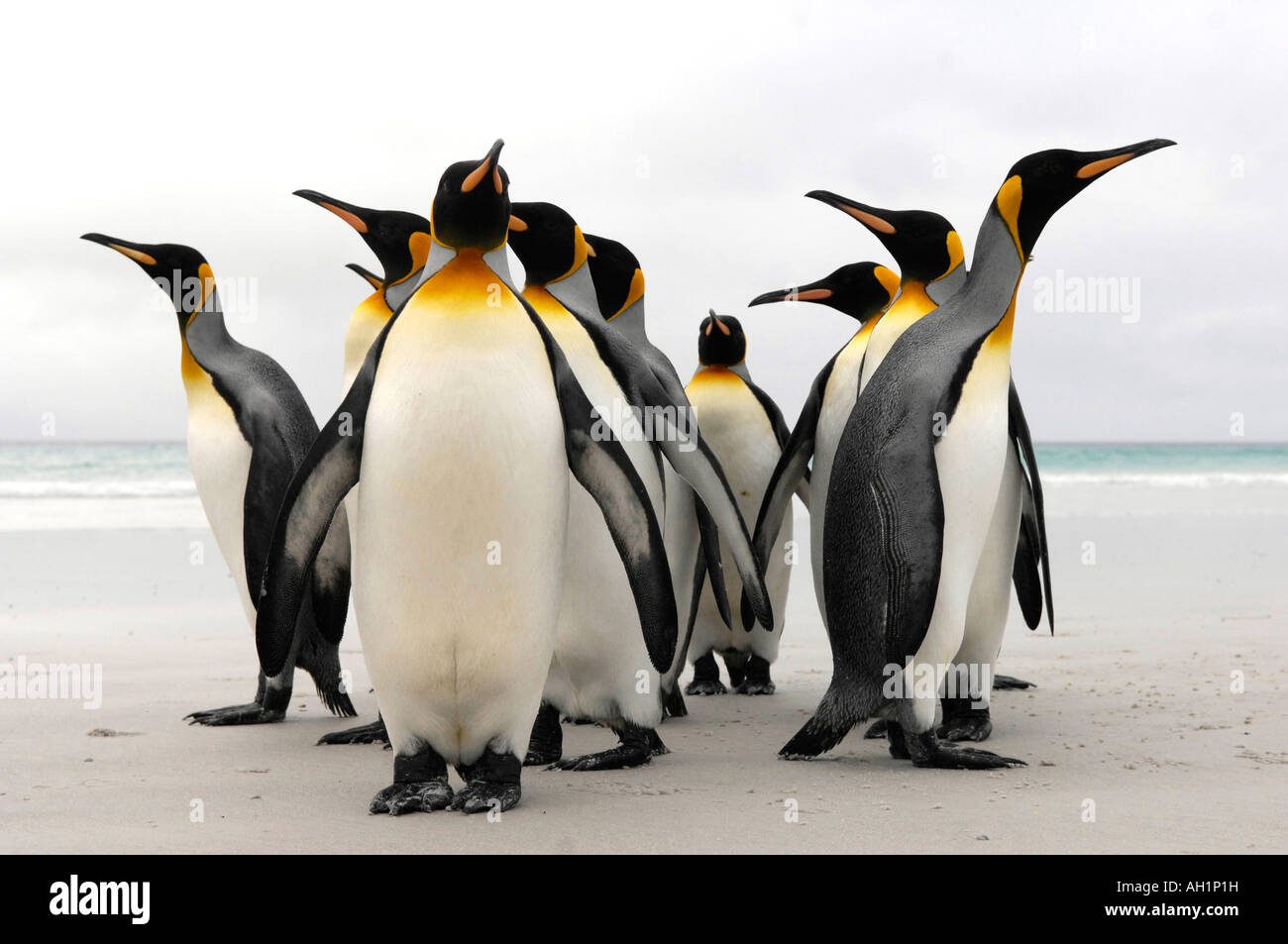 Pingüinos rey en la playa, Punto de voluntarios, las Islas Falkland. Foto de stock