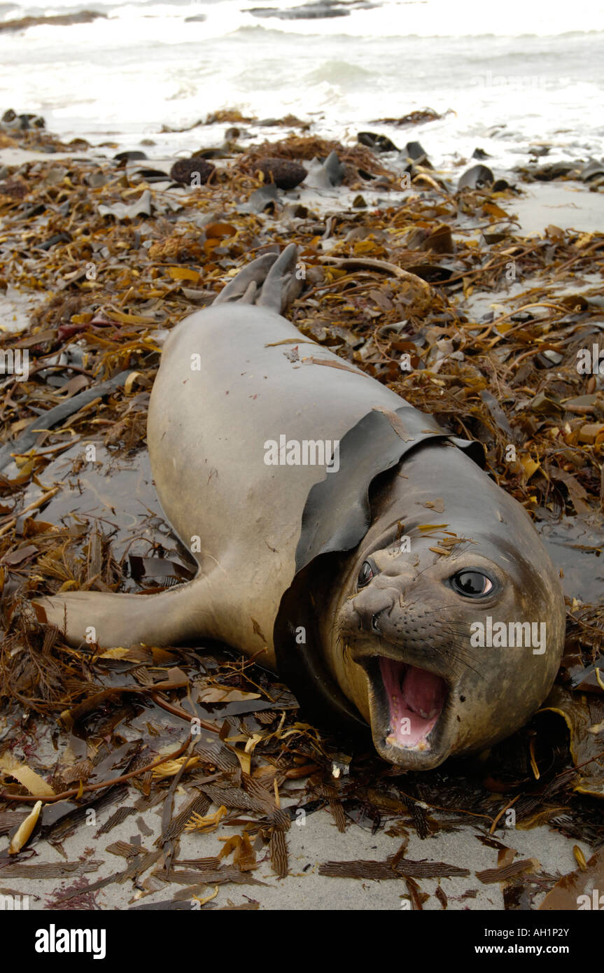 Hembra envueltos en alga de elefantes marinos, lobos de mar, la isla de las Islas Falkland. Foto de stock