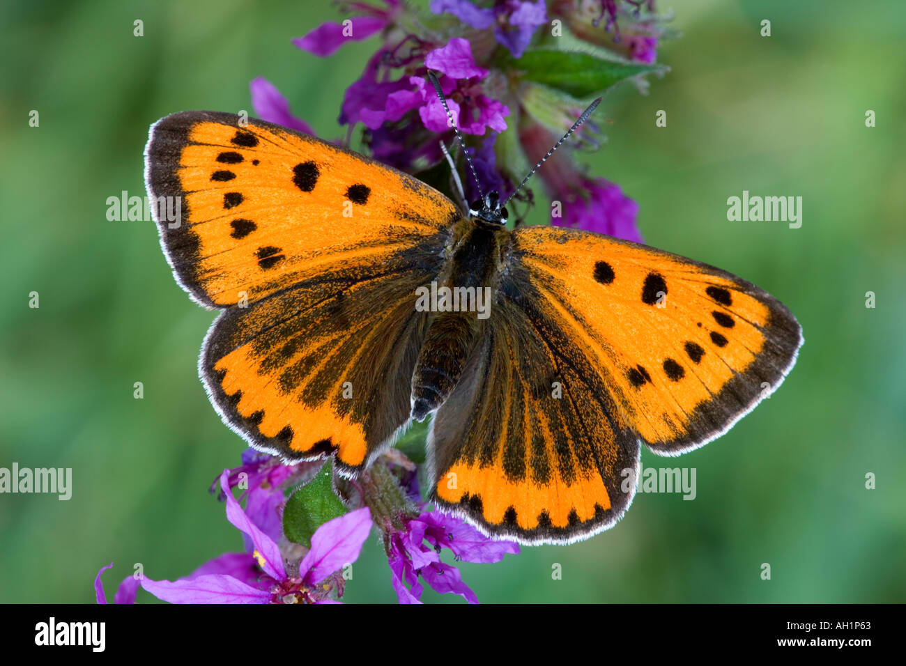 Grande de Cobre (Lycaena dispar) con las alas abiertas en flor sunnung con agradable fondo desenfocadas. Foto de stock