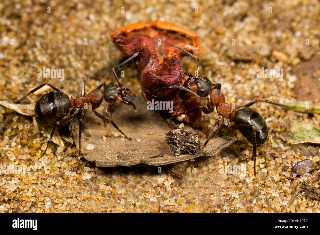 2 Hormigas de madera Formica rufa llevar presa volver al nido de madera maulden bedfordshire Foto de stock