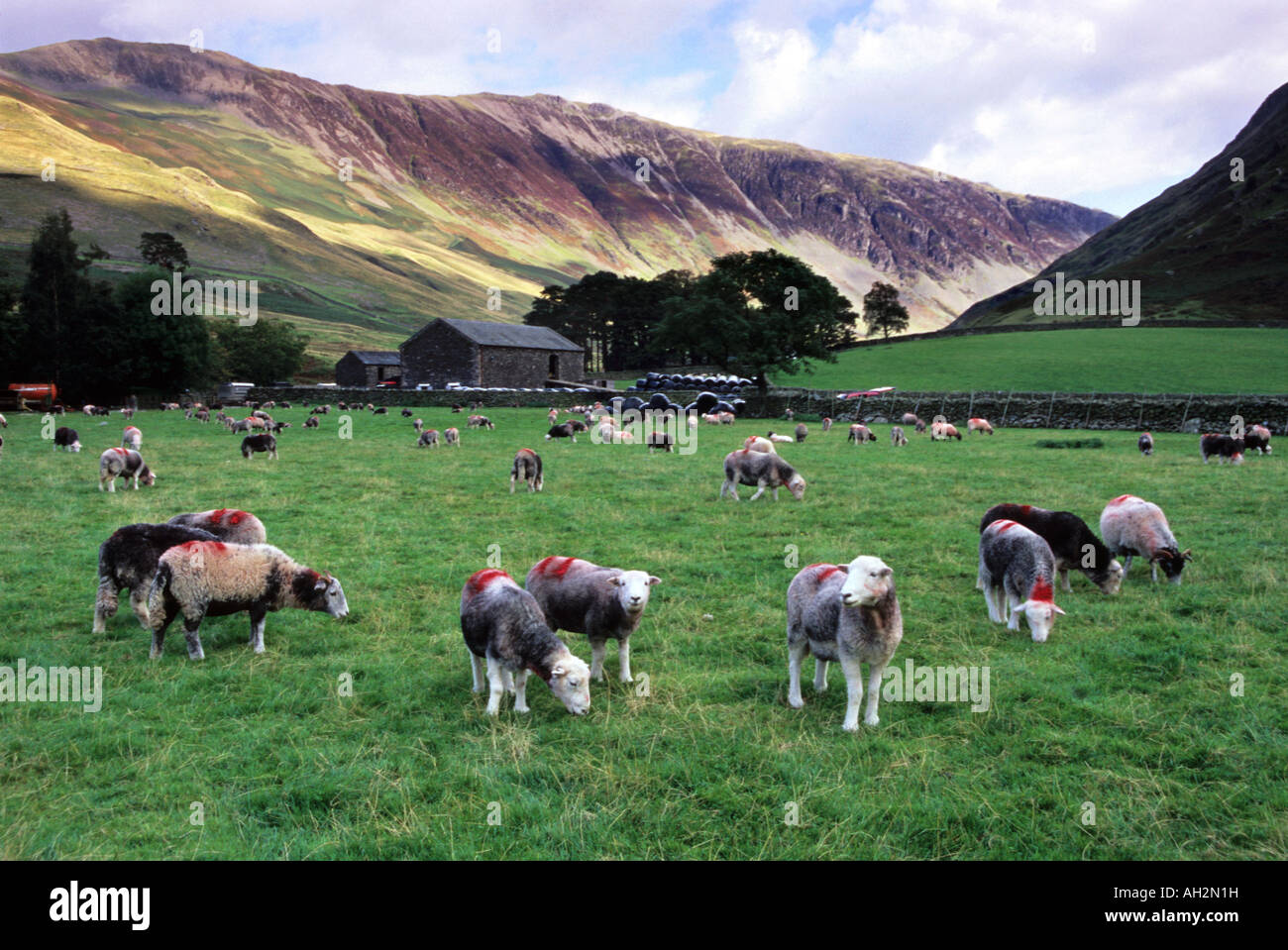 Ovejas pastando en la granja en Buttermere, Cumbria, Reino Unido Foto de stock