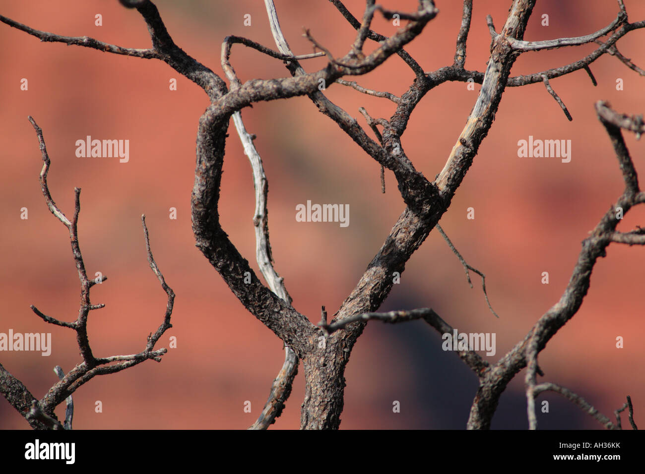 Ramas secas de árbol fotografías e imágenes de alta resolución - Alamy