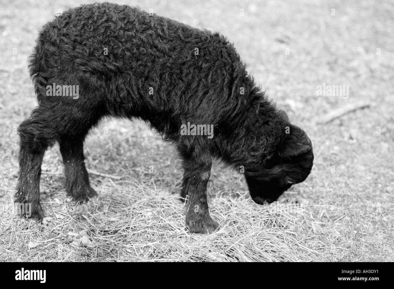 Fotografía en blanco y negro de recién nacido lindo joven negro cordero en primavera en campos fuera de la granja Foto de stock