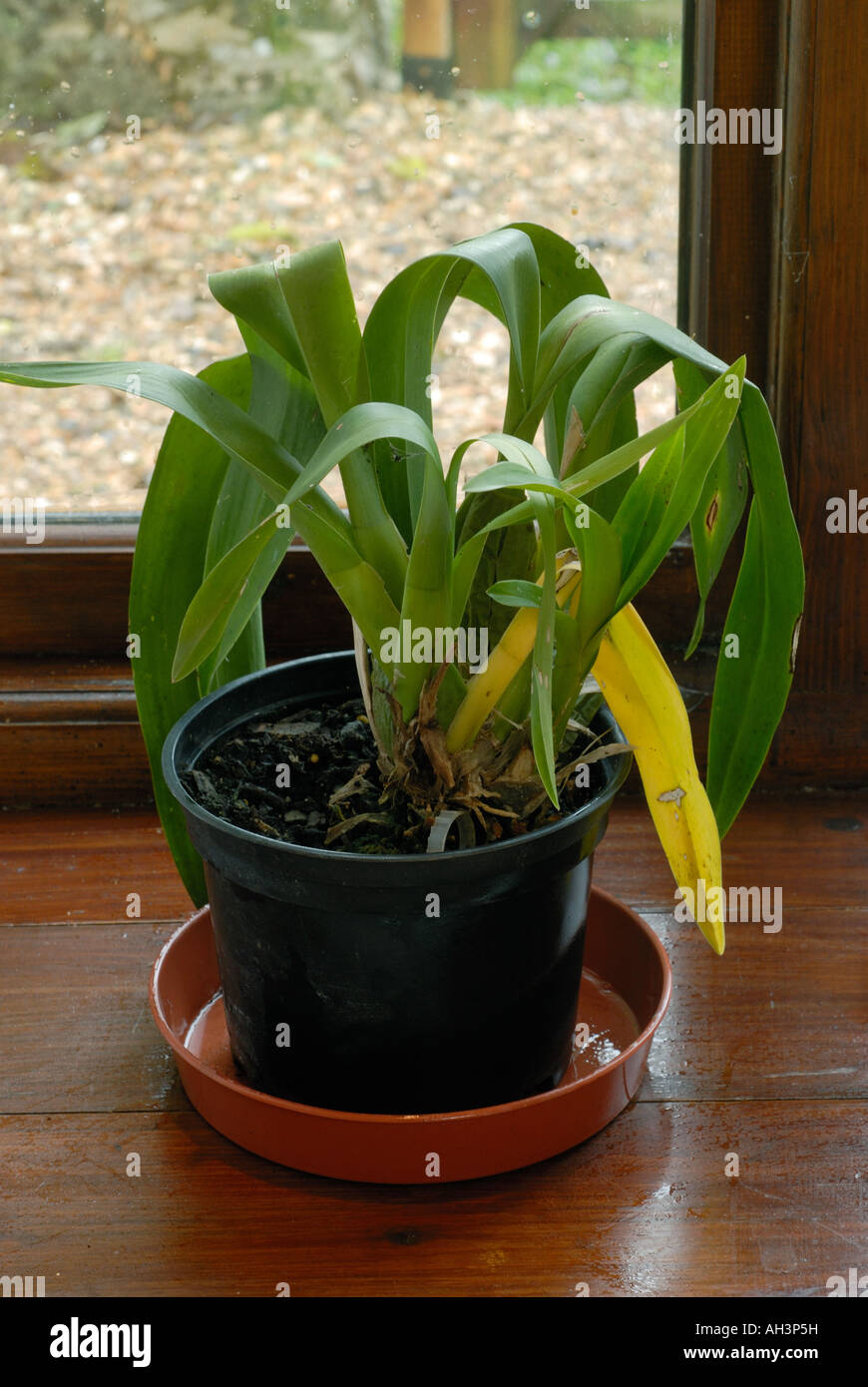 Planta de casa orquídea en malas condiciones secas y polvorientas débil Foto de stock