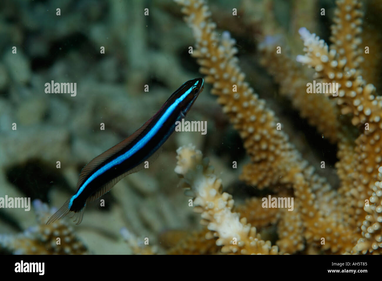 Bluestreak Limpiador de Napoleón (Labroides dimidiatus) nadando alrededor del arrecife de coral (Acropora), Bocifushi Wreck, South Male Atoll, Maldivas Foto de stock