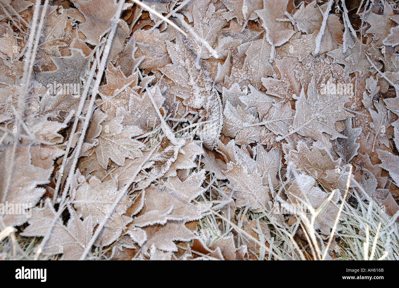 Frost en hojas muertas Foto de stock
