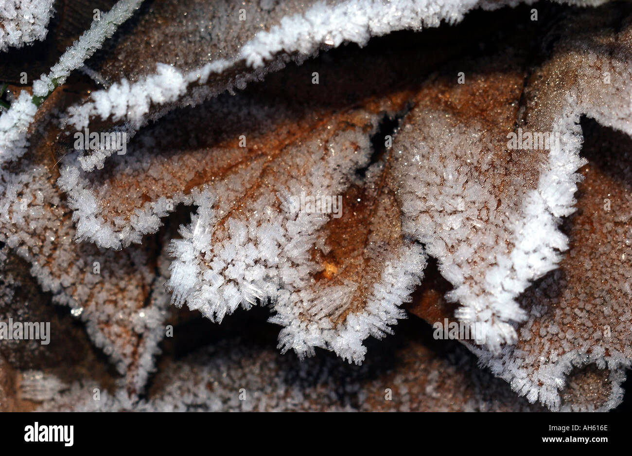 Cierre de los cristales de hielo en hoja muerta Foto de stock