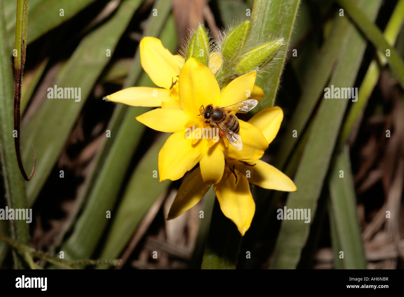 Miel de abejas recogiendo polen de pasto estrella flor- Apis mellifera sobre Hypoxis longifolia Foto de stock