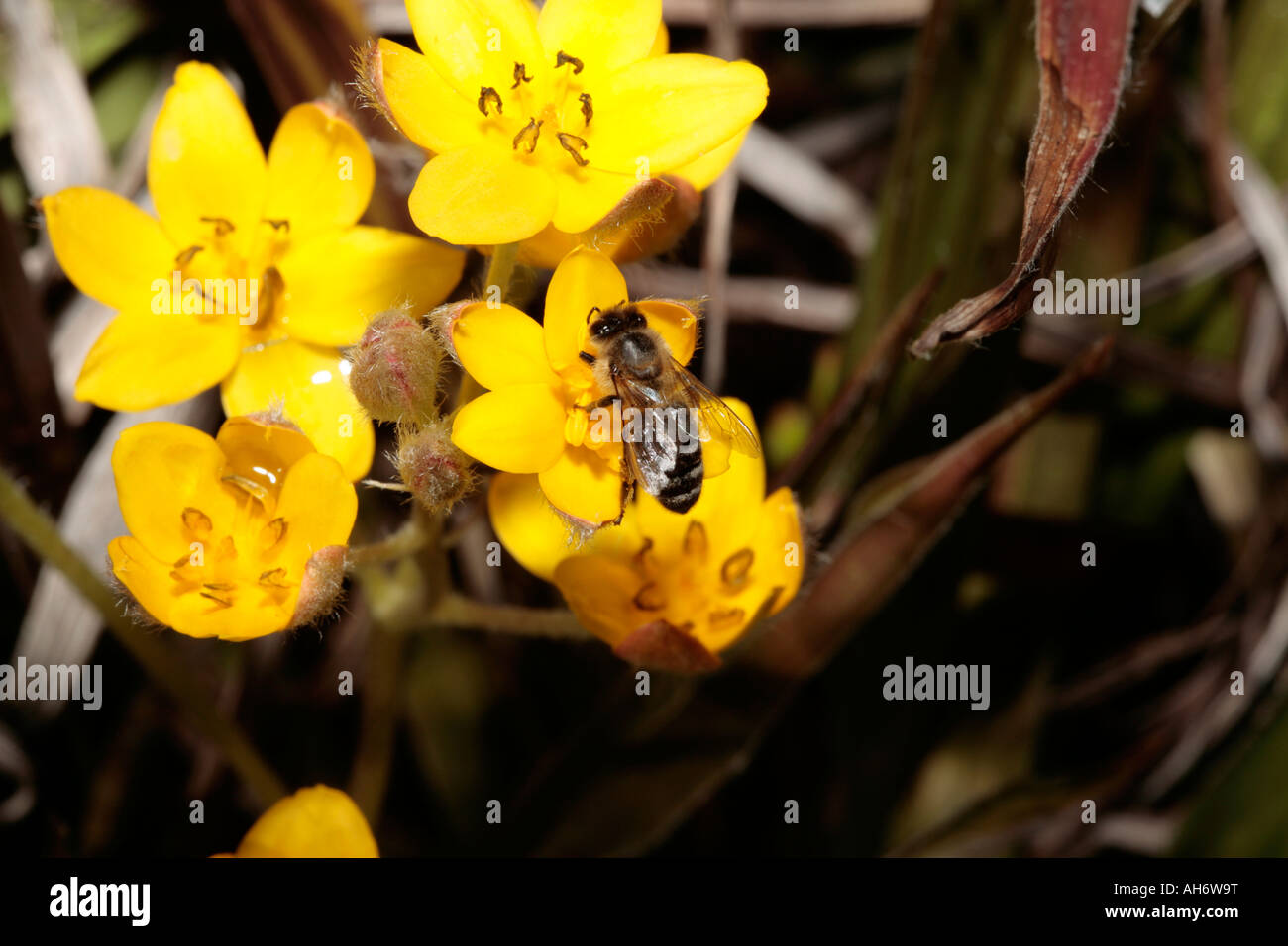 Miel de abejas recogiendo polen de pasto estrella flor- Apis mellifera sobre Hypoxis longifolia Foto de stock