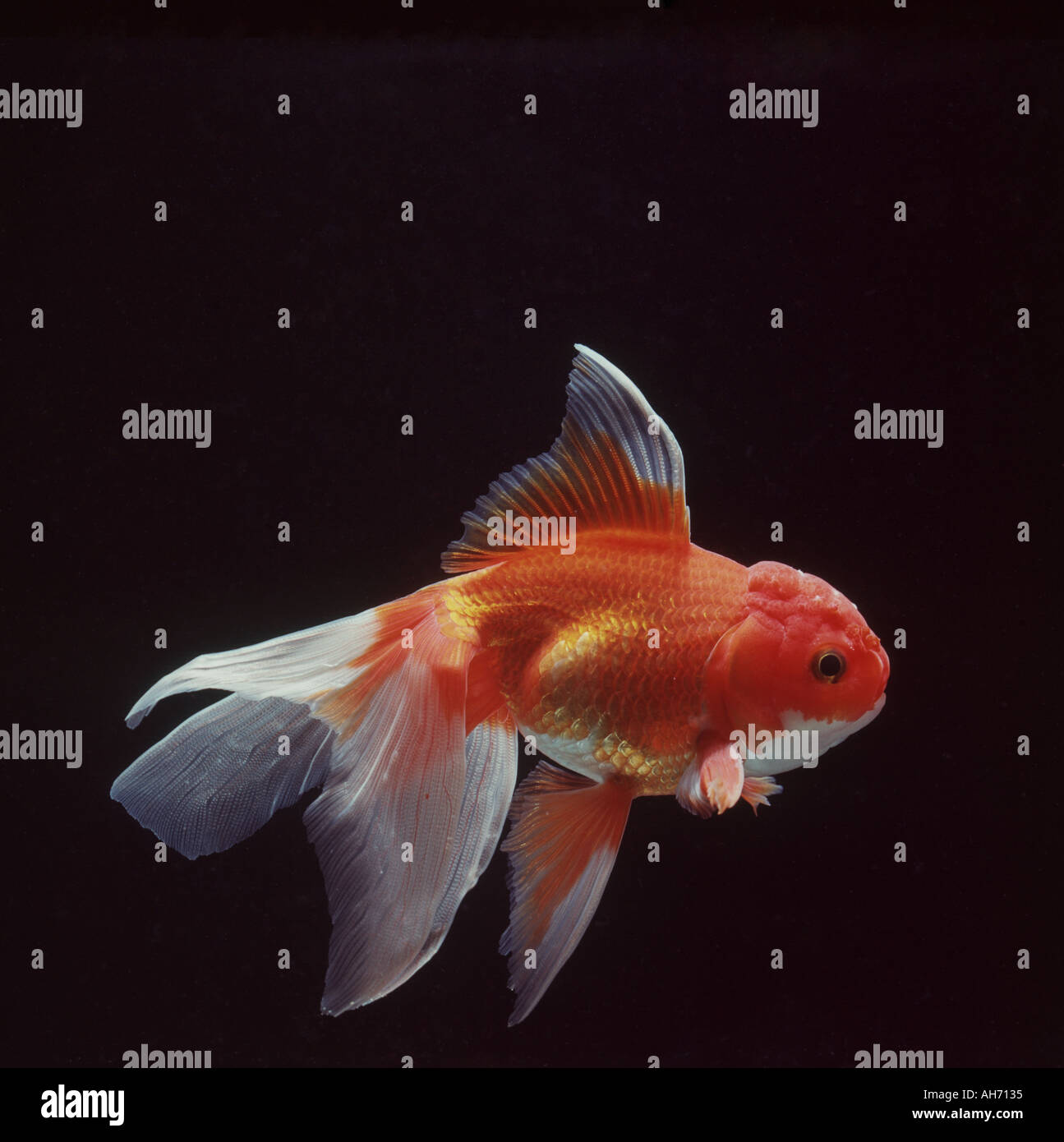 Cola de velo goldfish fotografías e imágenes de alta resolución - Alamy