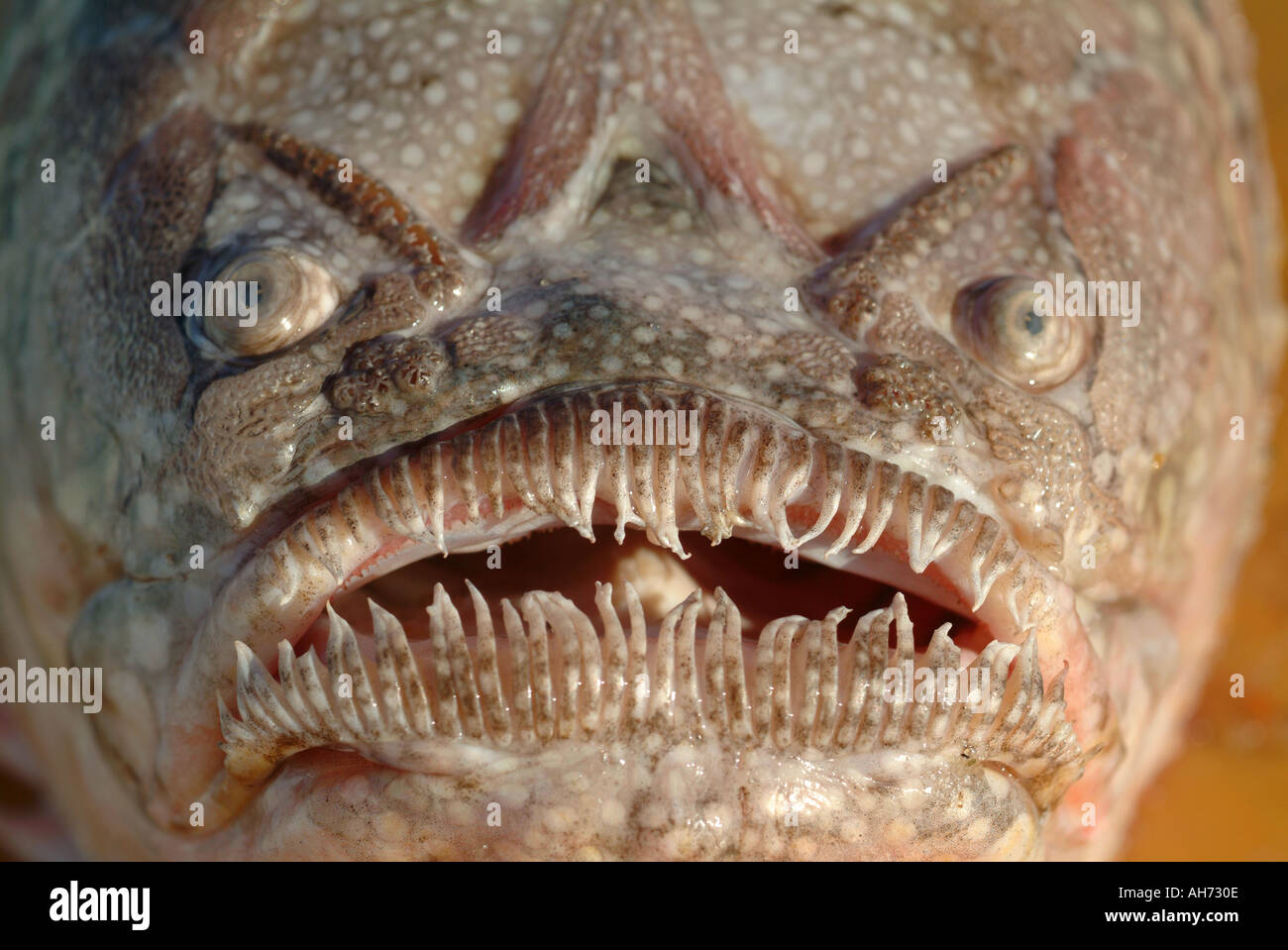 El feo rostro de una parte inferior de un pez llamado Stargazer, denominado porque parece buscar Foto de stock