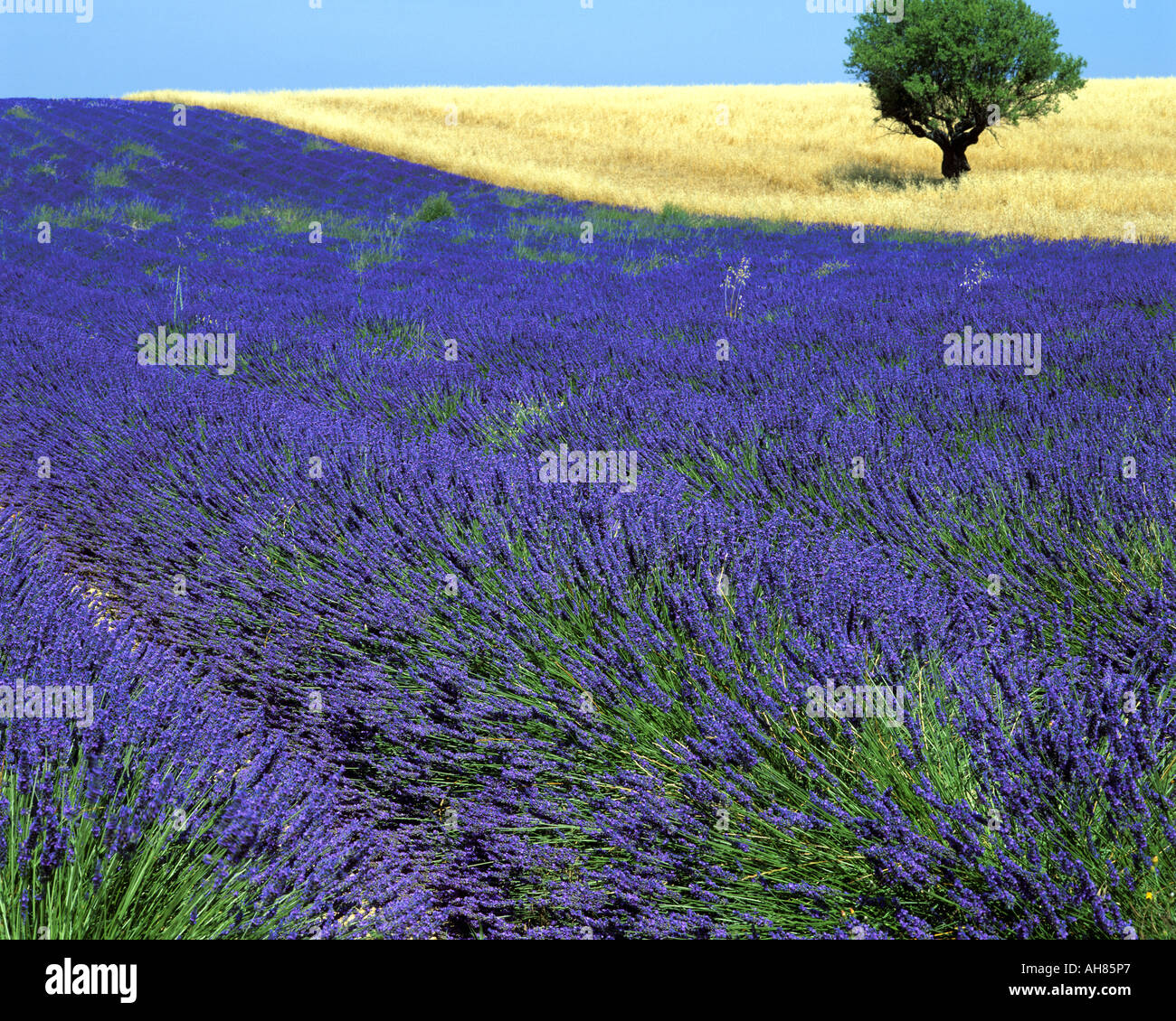 FR - Alpes-de-HAUTE-Provence: Campo de lavanda y árbol en la meseta de Valensole cerca Puimoisson Foto de stock