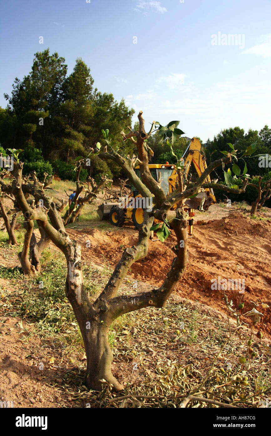 La poda de los árboles de limón Fotografía de stock - Alamy