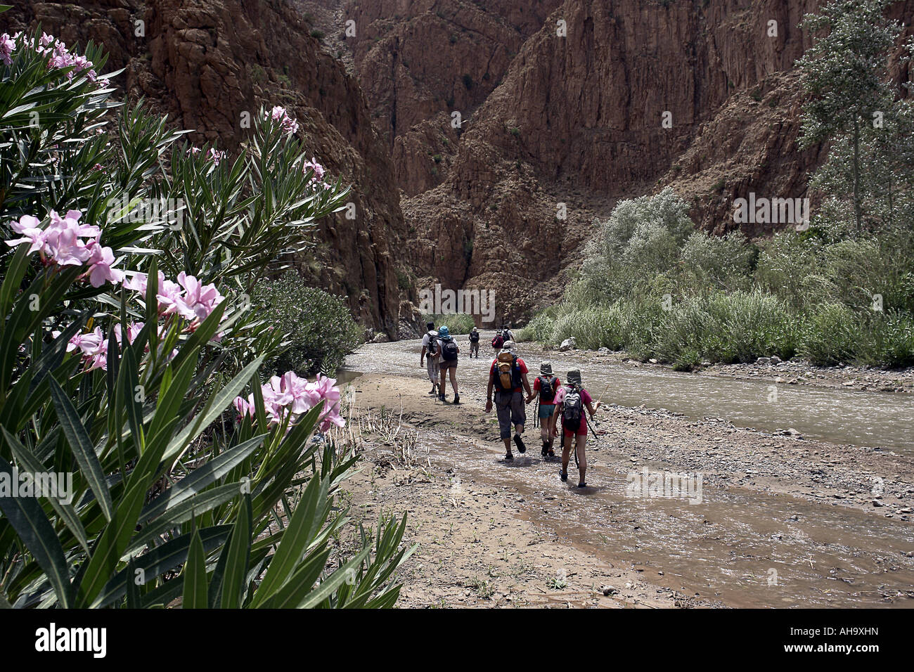 Grupo de excursionistas en un valle de Marruecos con Rose bay ramas en primer plano Foto de stock