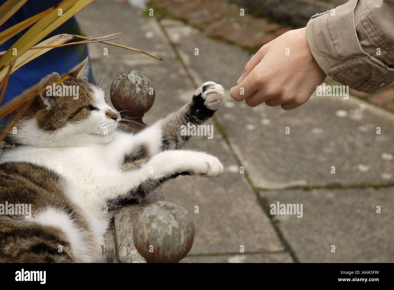 Gato dando la pata Fotografía de stock - Alamy