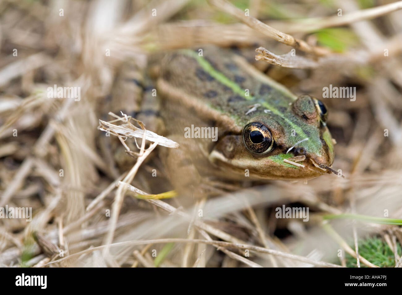 Rana en pasto seco en la Reserva Natural del Lago Durankulak en Bulgaria Foto de stock