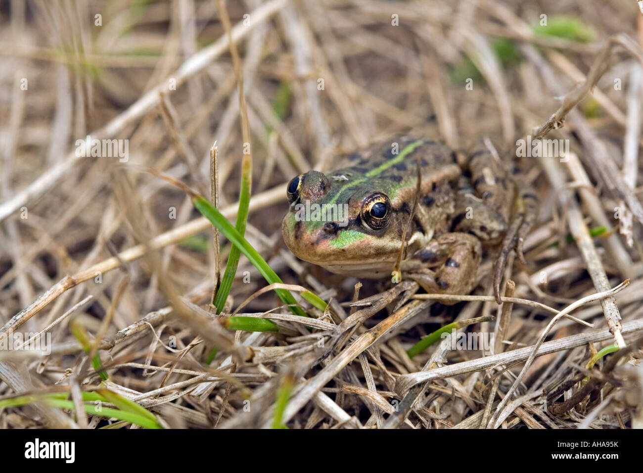 Rana en pasto seco en la Reserva Natural del Lago Durankulak en Bulgaria Foto de stock